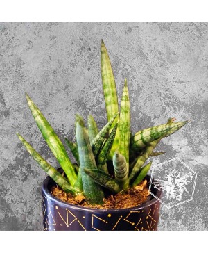 Sanseveria B Nest Plants