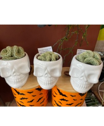 Brain cactus in skull  in Shoreview, MN | HUMMINGBIRD FLORAL