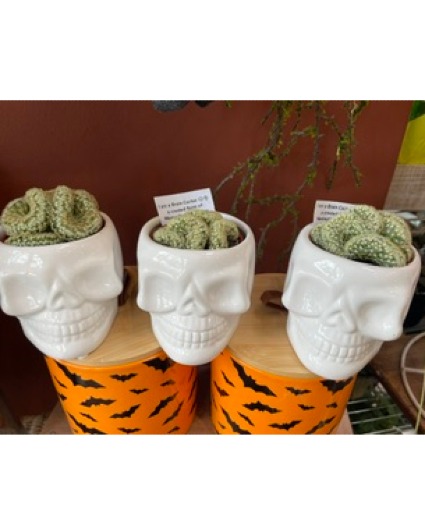 Brain cactus in skull 