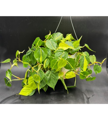 Brasil Philodendron Designers Choice 