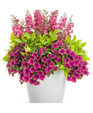 Breathtaking- 12" Pot  
