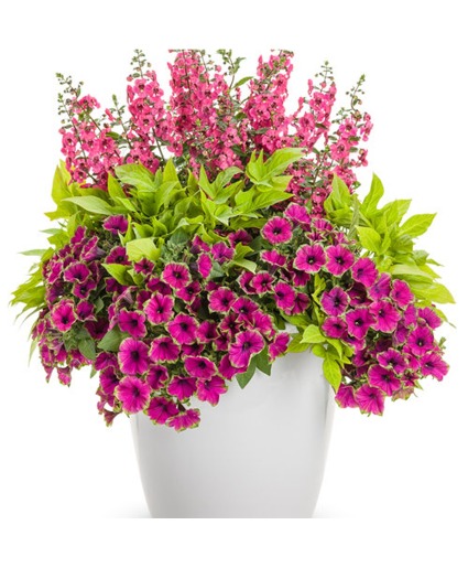 Breathtaking- 12" Pot  