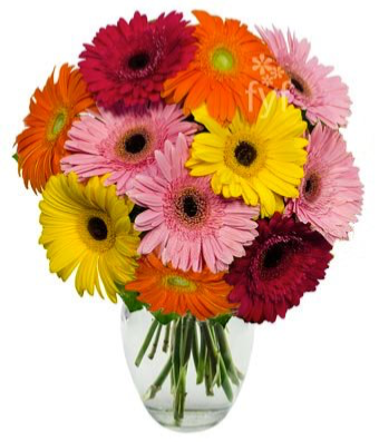 Bright  star  Mix Gerbera 