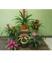 Bromelaid Plants
