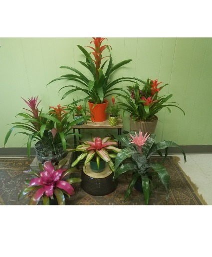 Bromelaid Plants