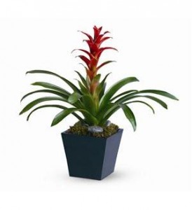 BROMELIAD 