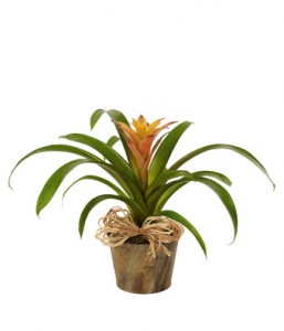 Bromeliad 