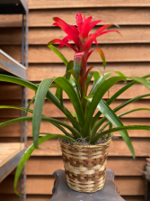 Bromeliad (6 inch) 