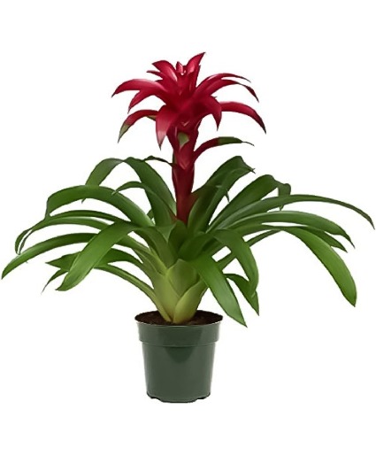 Bromeliad 