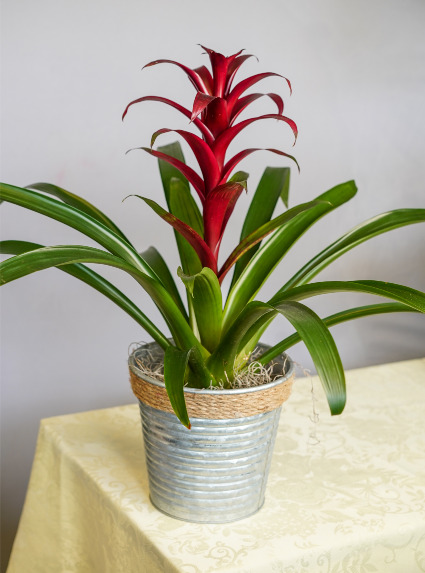 Bromeliad 