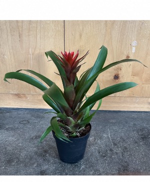 Bromeliad  
