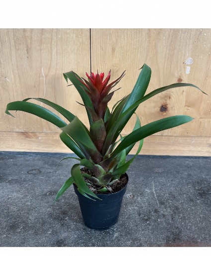 Bromeliad  