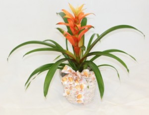 Bromeliad  Blooming Plant