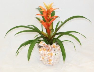 Bromeliad  Blooming Plant