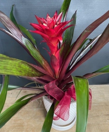 BROMELIAD Blooming Plant