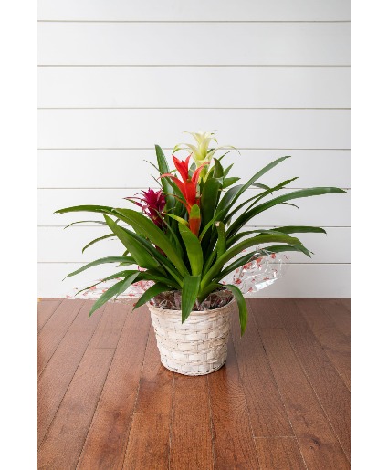 Bromeliad Combo Plant