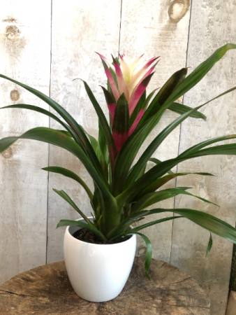 SPECIAL Bromeliad Flowering Plant