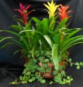 Bromeliad Garden 