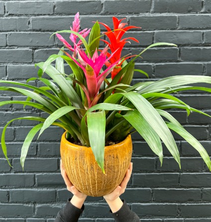 Bromeliad Garden 