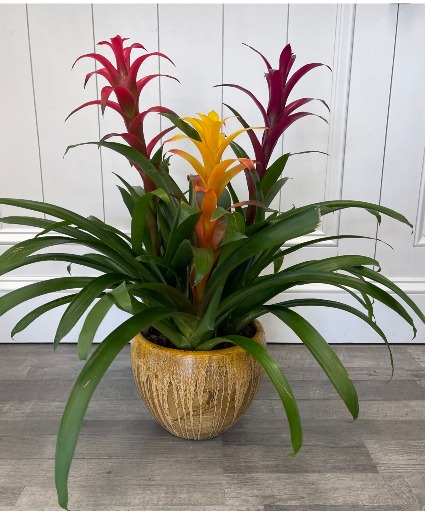 Triple Bromeliad Garden 