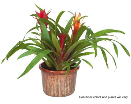 Bromeliad Garden Ceramic 6in 