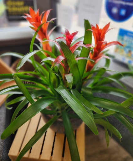Bromeliad Garden 