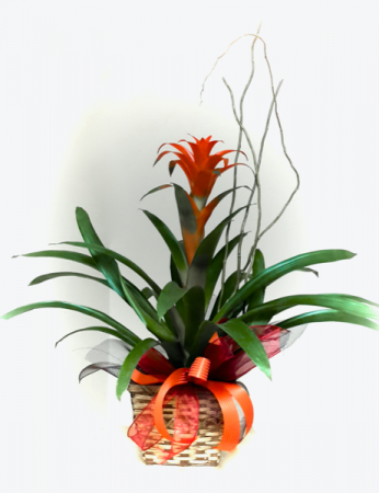 Bromeliad Guzmania Blooming Plant