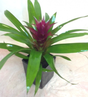 Bromeliad Guzmania Green plant