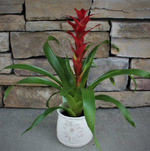 Bromeliad Tropical House Plant