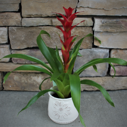 Bromeliad Tropical House Plant