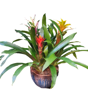 Bromeliad in ceramic pot Bromeliad-plant