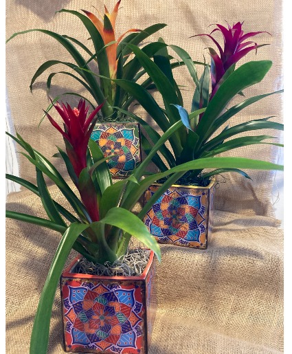 Bromeliad in Patchwork Plant