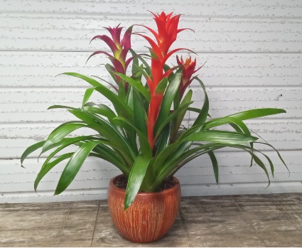 Bromeliad LIVE BLOOMING PLANT 