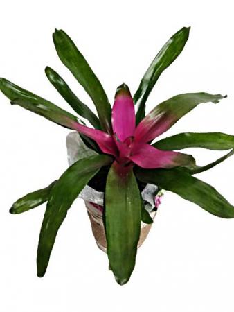 Bromeliad  Neoregelia-4" House Specialty