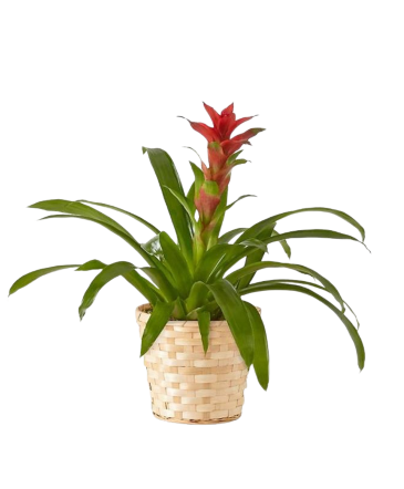 Bromeliad Plant 6" (Asst. Color)  in Owensboro, KY | Ivy Trellis Floral