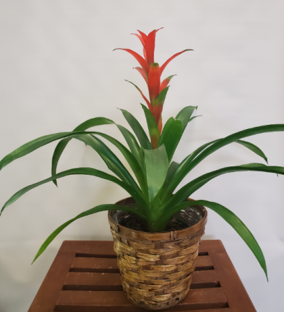 Bromeliad  Plant