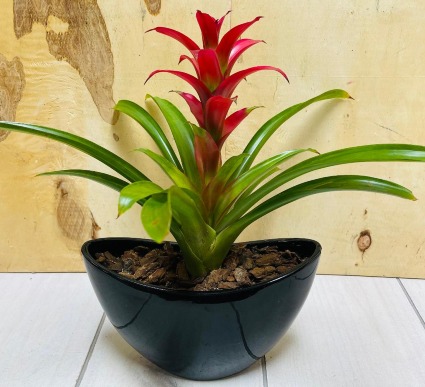 P* Bromeliad Plant 