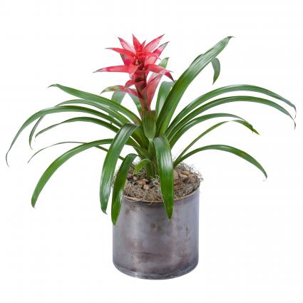 Bromeliad Plant