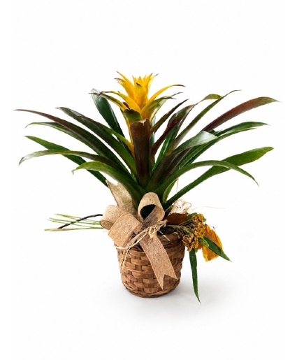 Bromeliad plant Blooming plant