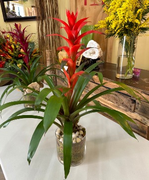 Bromeliad Plant  Bright 