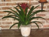 Bromeliad VAL-12 Bromeliad Plants