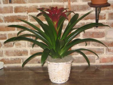 Bromeliad VAL-12 Bromeliad Plants