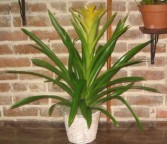 Bromeliad Plant Bromeliad Plants