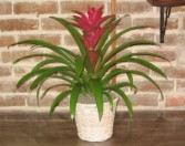 Bromeliad Potted Plants