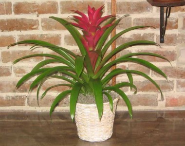 Bromeliad Potted Plants