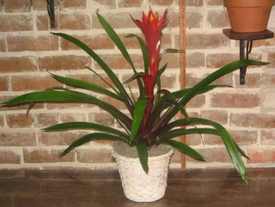 Bromeliad Plant Bromeliad Plants
