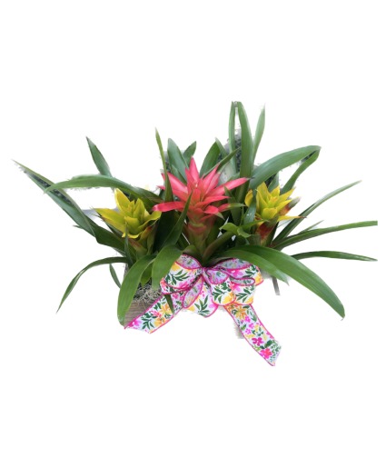 Bromeliad Plant Combination Plants
