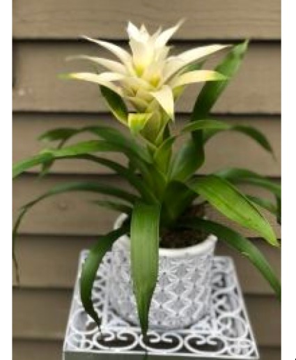 Bromeliad Plant Potted Plant