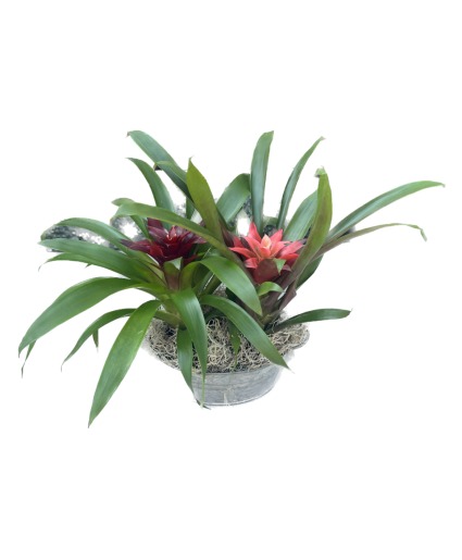 Bromeliad Planter Duo Plants