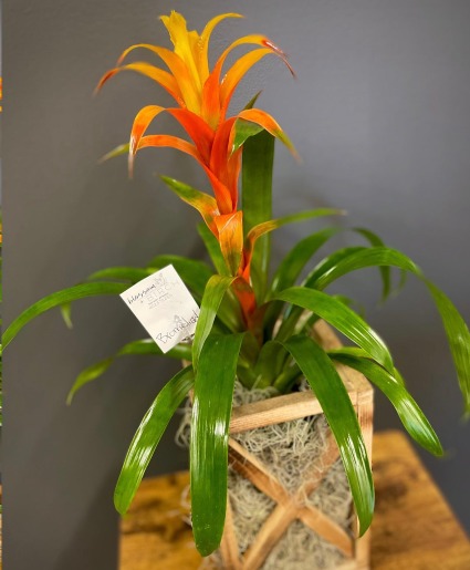 Styled Bromeliad Designers Choice